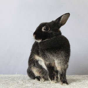 adoptable Rabbit in Great Neck, NY named Pearl