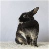 adoptable Rabbit in  named Pearl