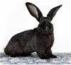 adoptable Rabbit in  named Quinn