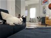 adoptable Rabbit in great neck, NY named Camille