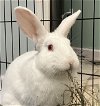 adoptable Rabbit in  named Barry White