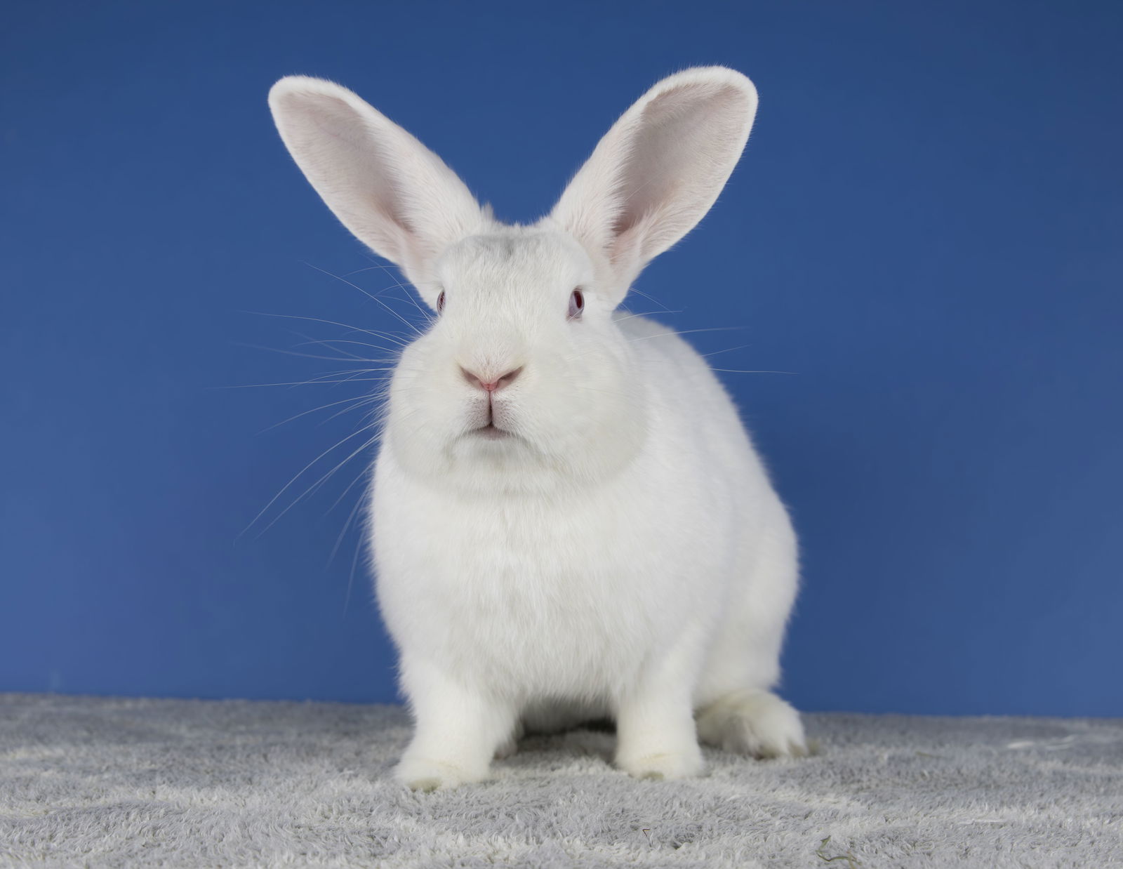 adoptable Rabbit in Great Neck, NY named Barry White