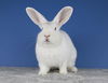 adoptable Rabbit in  named Barry White