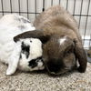 adoptable Rabbit in  named Diamond & Reggie