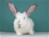 adoptable Rabbit in  named Anderson