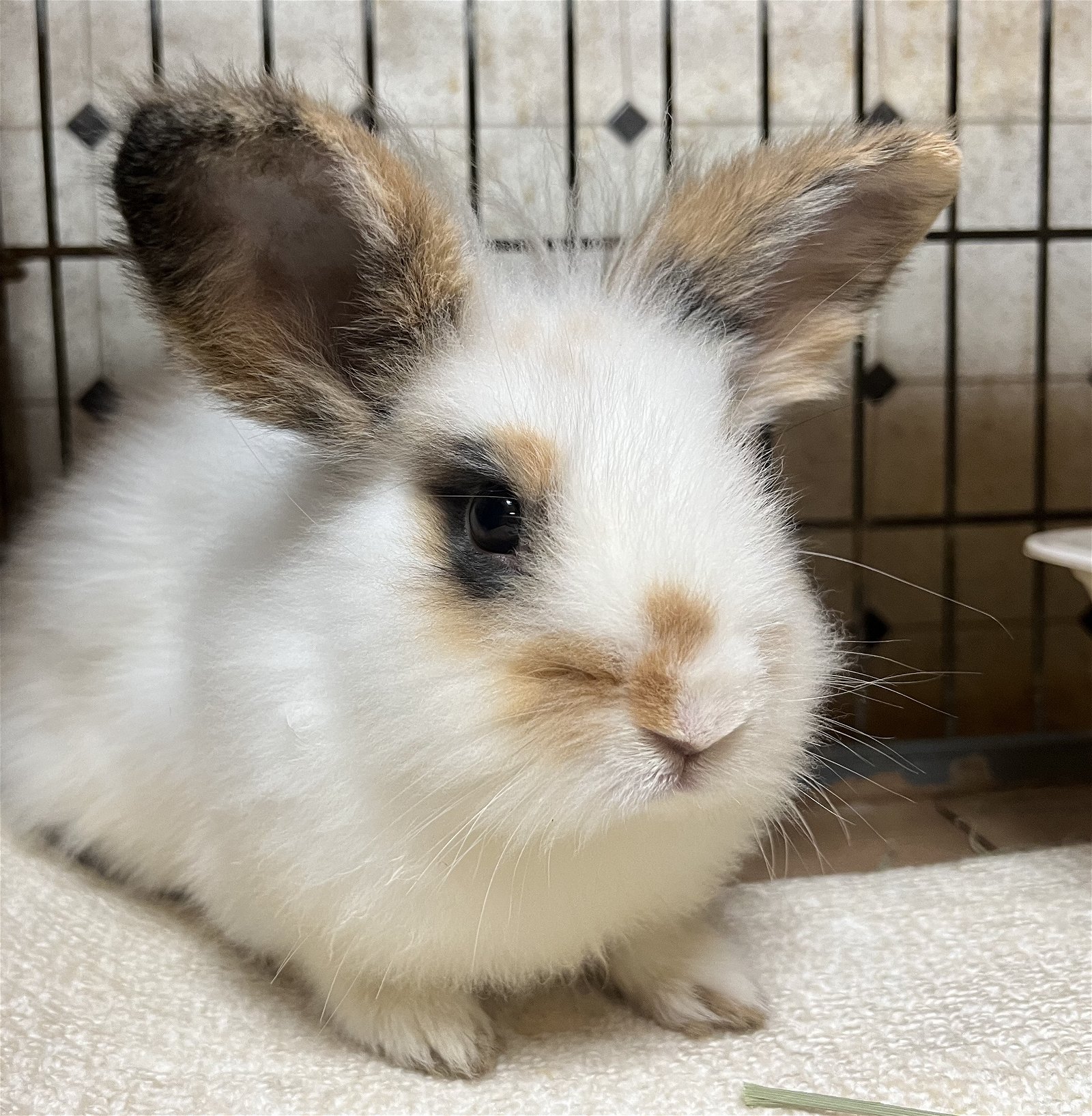 adoptable Rabbit in Great Neck, NY named Leland