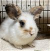 adoptable Rabbit in  named Leland