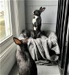 adoptable Rabbit in great neck, ny, NY named Genevieve & Gideon