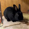 adoptable Rabbit in  named Thackery