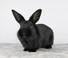 adoptable Rabbit in great neck, NY named Thackery