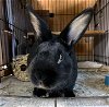 adoptable Rabbit in , NY named Douglas