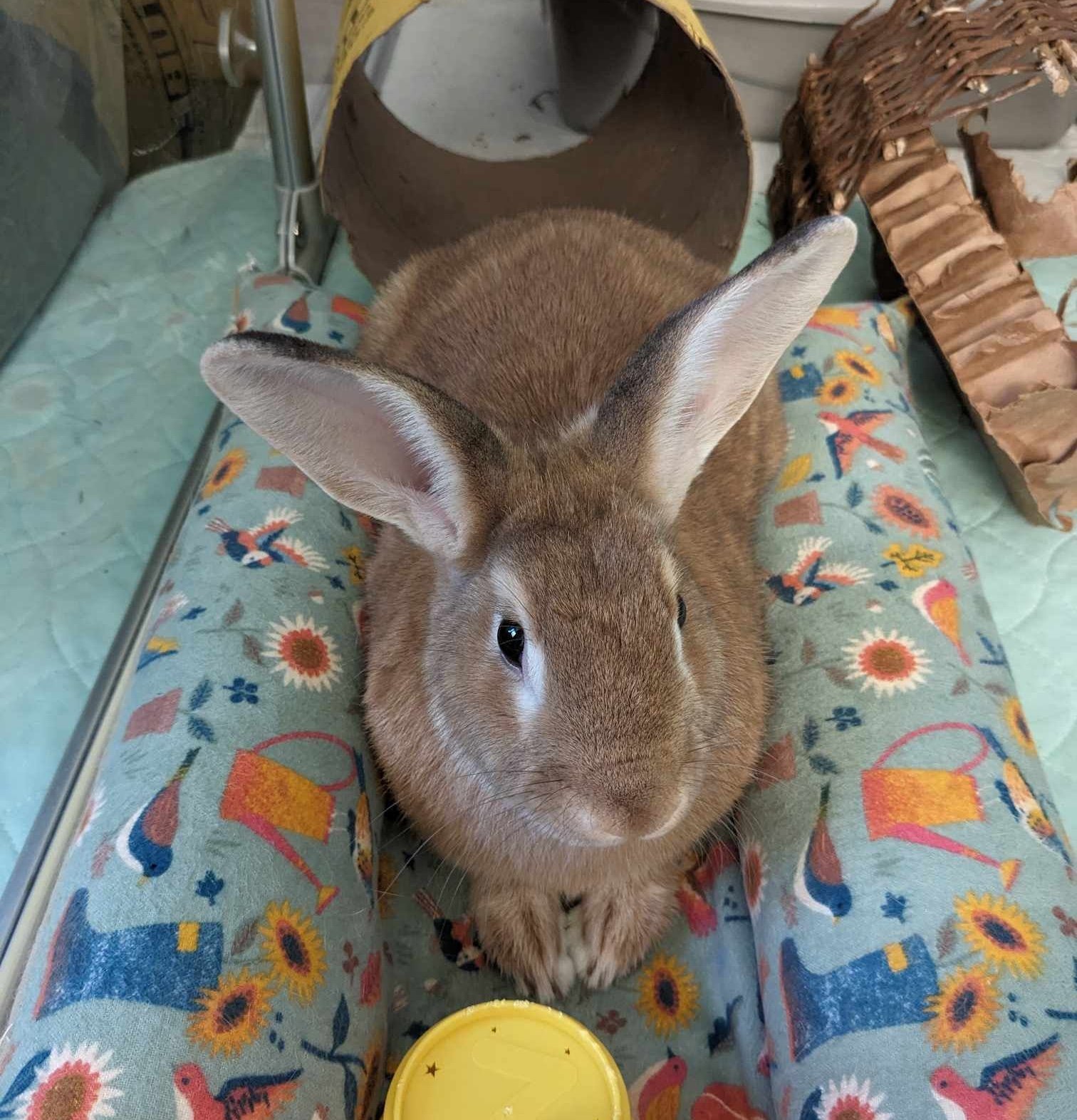 adoptable Rabbit in Great Neck, NY named Bennington