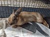 adoptable Rabbit in  named Lyric