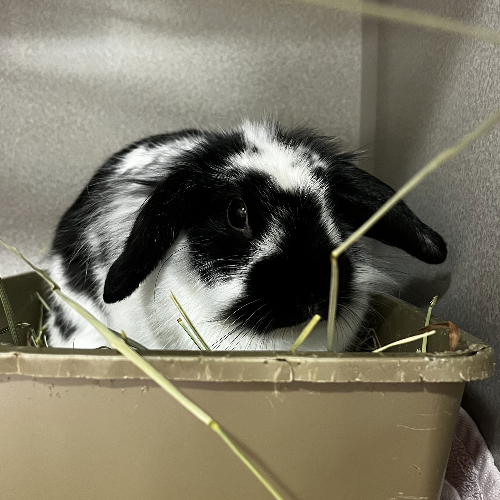 adoptable Rabbit in Great Neck, NY named Emmy