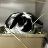 adoptable Rabbit in , NY named Emmy