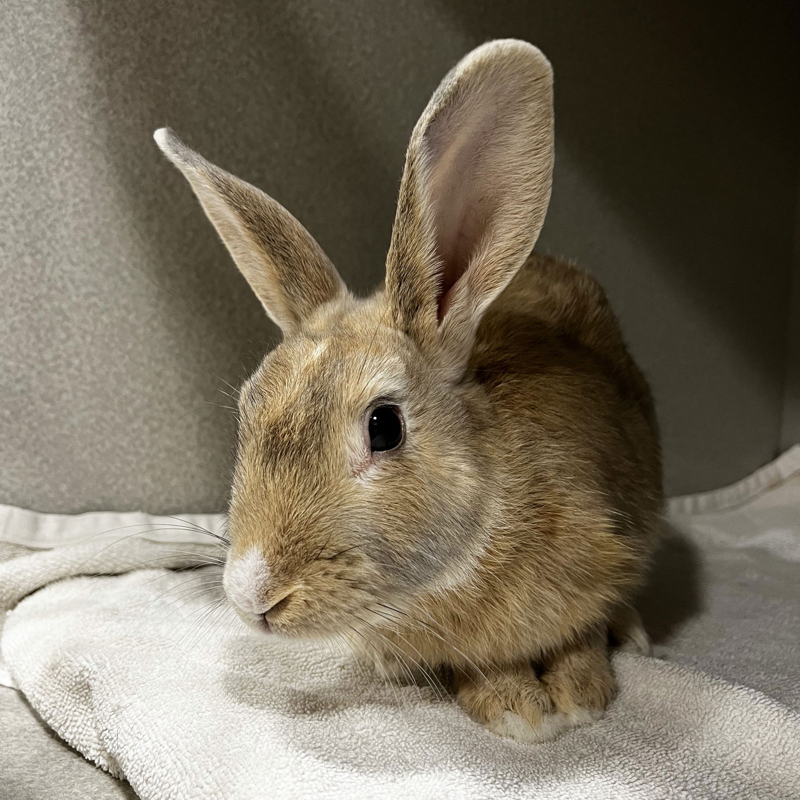 adoptable Rabbit in Great Neck, NY named Siggy