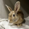 adoptable Rabbit in  named Siggy