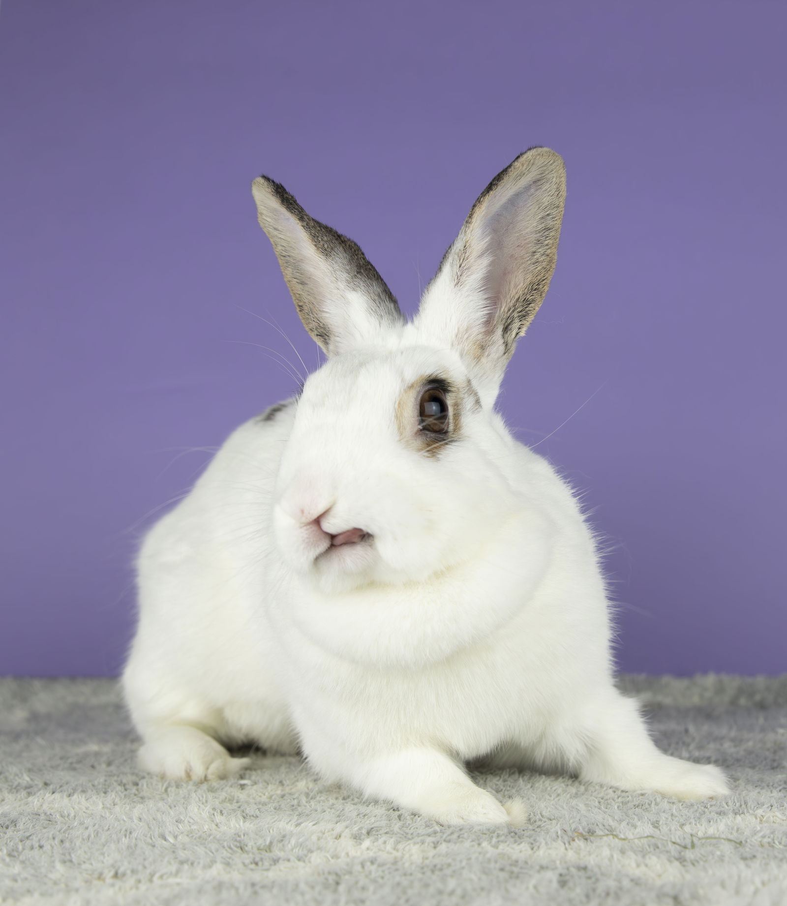 adoptable Rabbit in Great Neck, NY named Rebecca