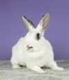 adoptable Rabbit in  named Rebecca