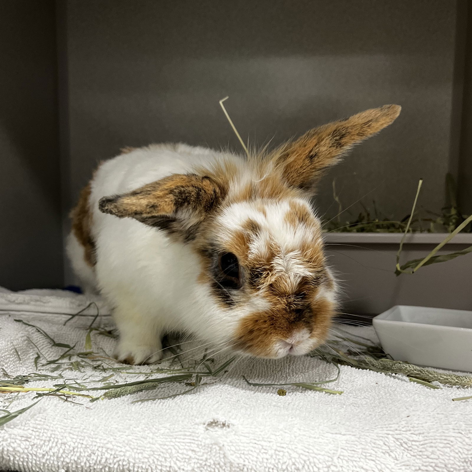 adoptable Rabbit in Great Neck, NY named Primo