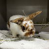 adoptable Rabbit in  named Primo