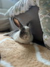 adoptable Rabbit in great neck, NY named Ruby-Ann