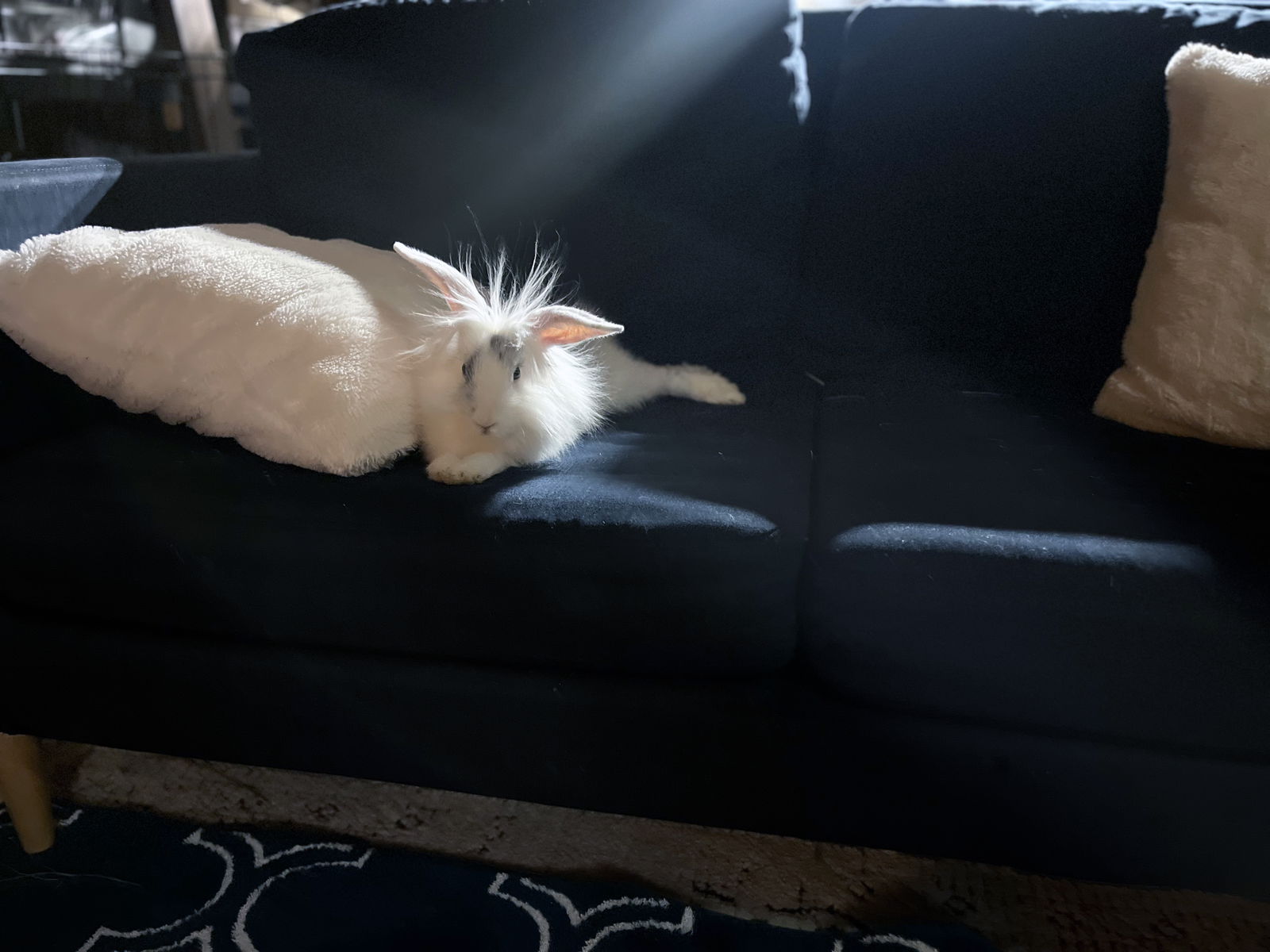 adoptable Rabbit in Great Neck, NY named Todd