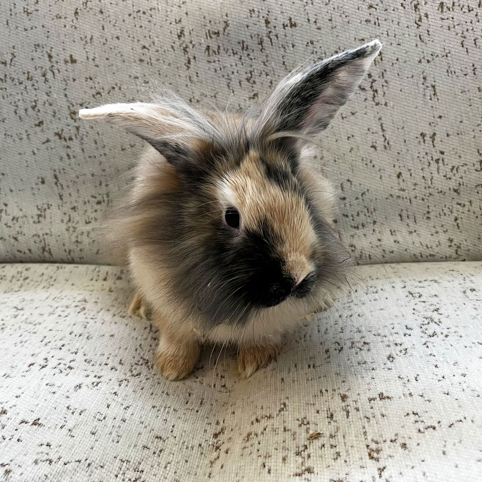 adoptable Rabbit in Great Neck, NY named Turner