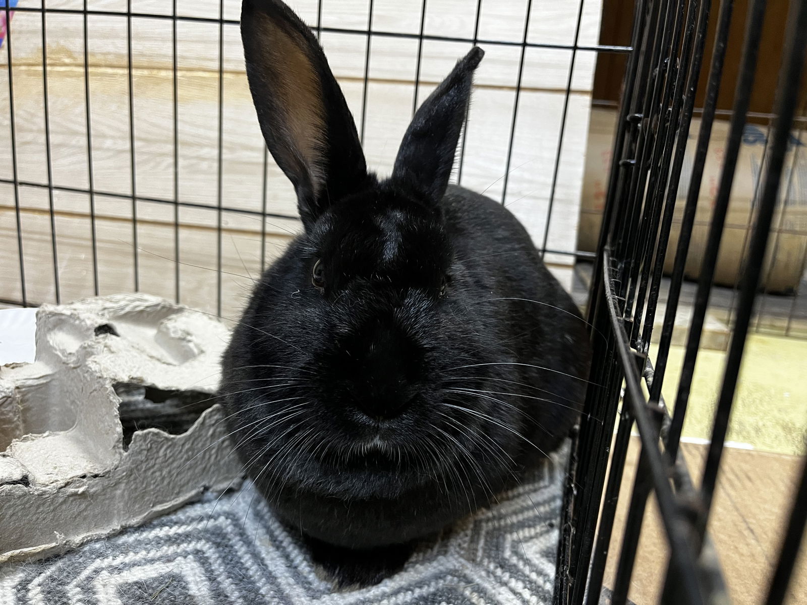 adoptable Rabbit in Great Neck, NY named Harmony
