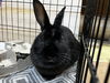 adoptable Rabbit in  named Harmony