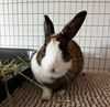adoptable Rabbit in  named Katie