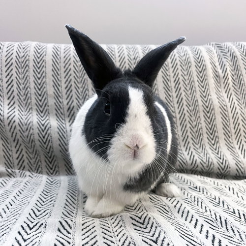 Sal, a rabbit for adoption from LI Rabbit Rescue Group