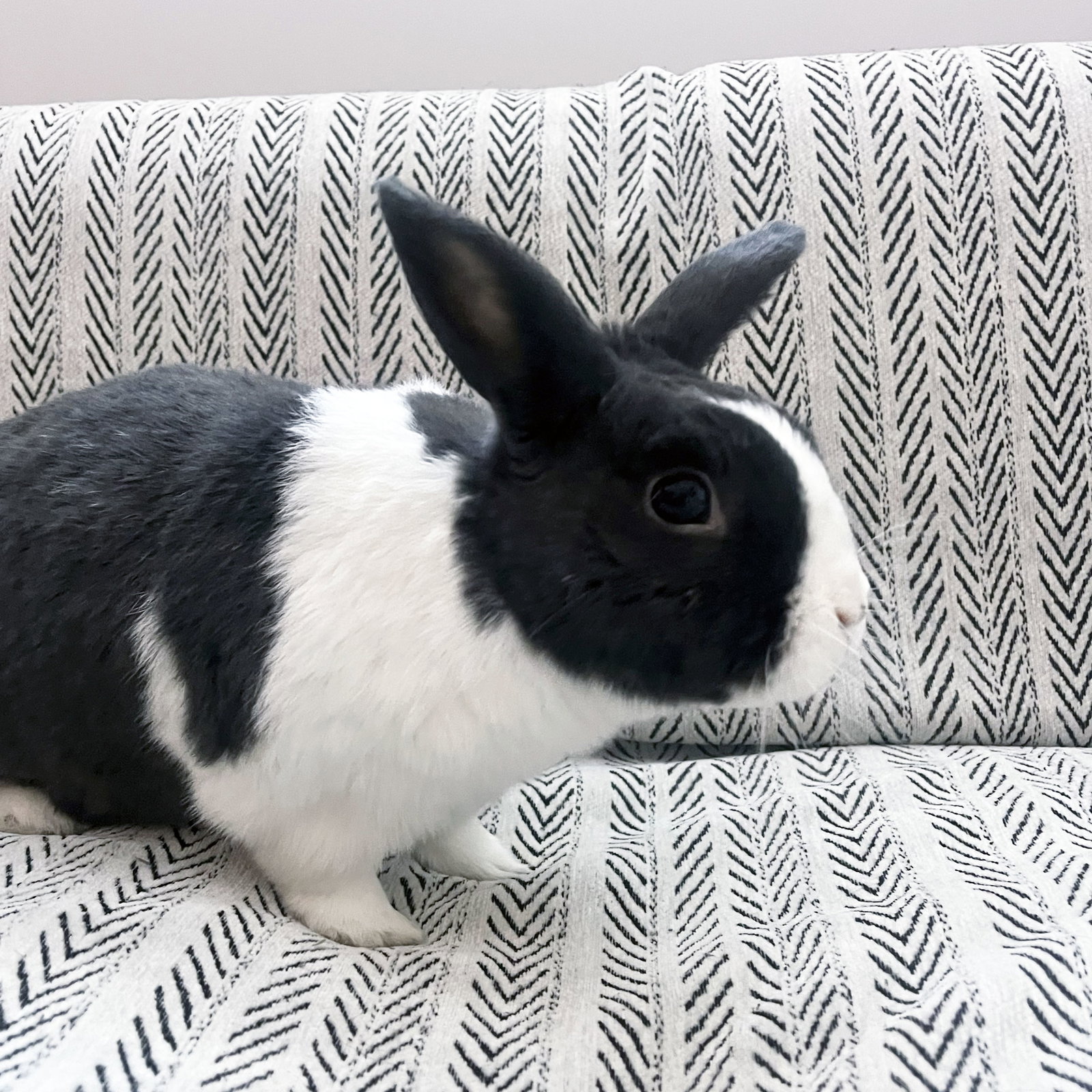 Sal, photo 2