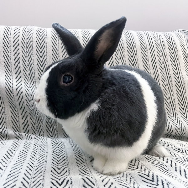 Sal