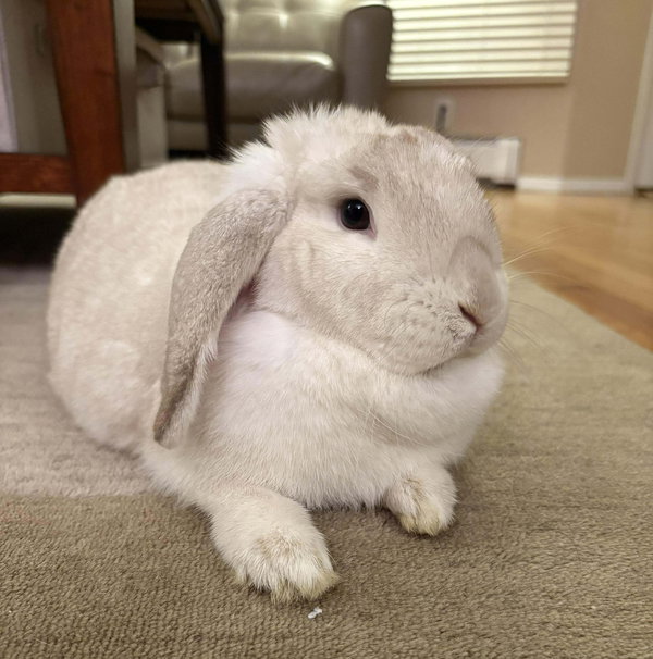 Lumi