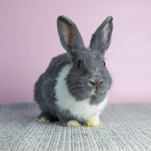 Rayna, a rabbit for adoption from LI Rabbit Rescue Group