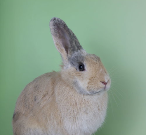 Nannette, a rabbit for adoption from LI Rabbit Rescue Group