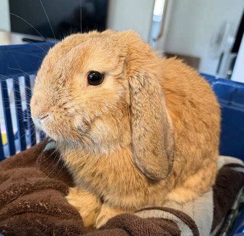 Dax, Lop Eared (medium coat)