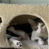 adoptable Cat in , MD named Mabel