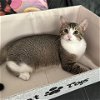 adoptable Cat in potomac, MD named Boots