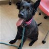 adoptable Dog in potomac, MD named Mystica