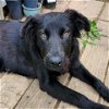 adoptable Dog in , MD named Morticia
