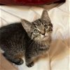 adoptable Cat in potomac, MD named Rolo