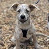 adoptable Dog in potomac, MD named Fozzy