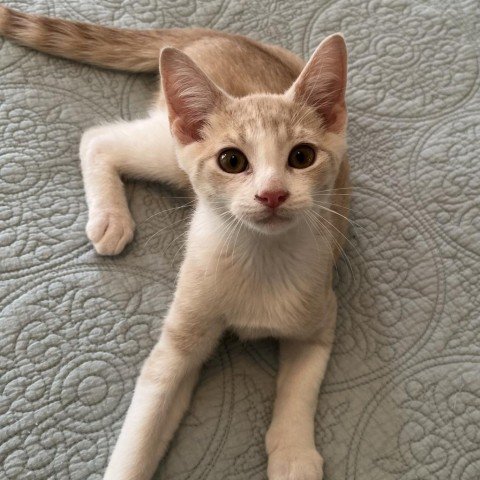 adoptable Cat in Potomac, MD named Braylen