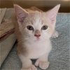 adoptable Cat in potomac, MD named Brian