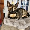 adoptable Cat in potomac, MD named Puma