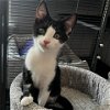 adoptable Cat in , MD named Kevin