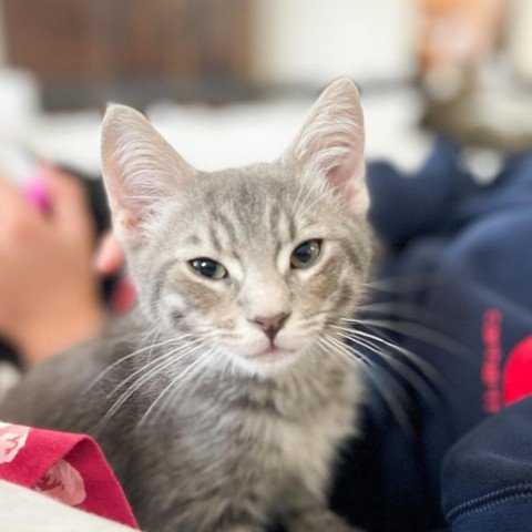 adoptable Cat in Potomac, MD named Fuji