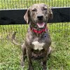 adoptable Dog in , MD named Patrice